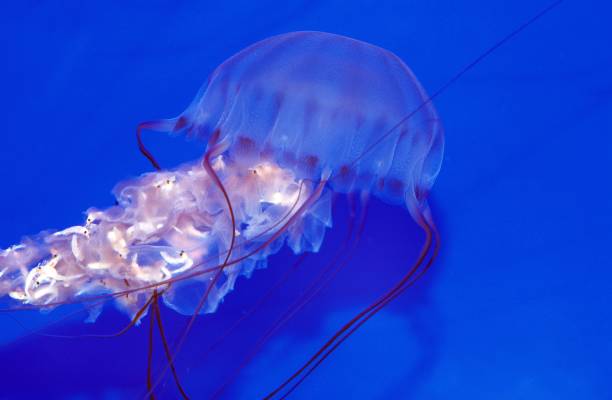 istock Fried Egg Jellyfish, phacellophora camtschatica 1253817939