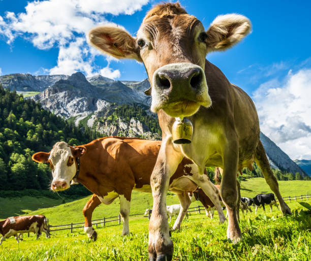istock nice cow at the eng alm in austria 1253817979