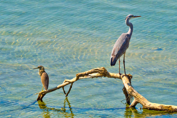Grey Heron, Ardea cinerea, Wetlands, Royal Bardia National Park, Bardiya National Park, Nepal, Asia