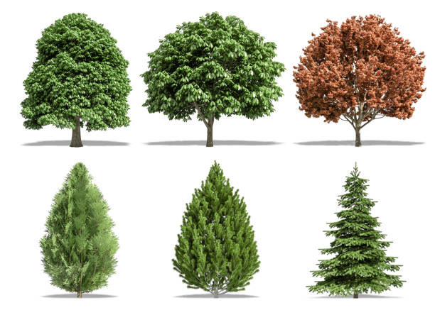 istock Beautiful collection tree isolated and cutting on a white background with clipping path. 1253818155