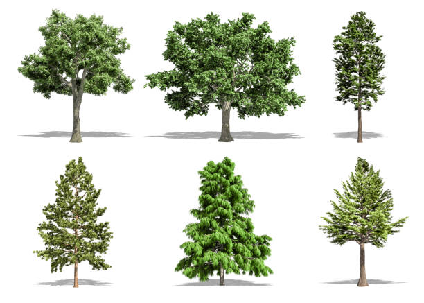 istock Beautiful collection tree isolated and cutting on a white background with clipping path. 1253818194