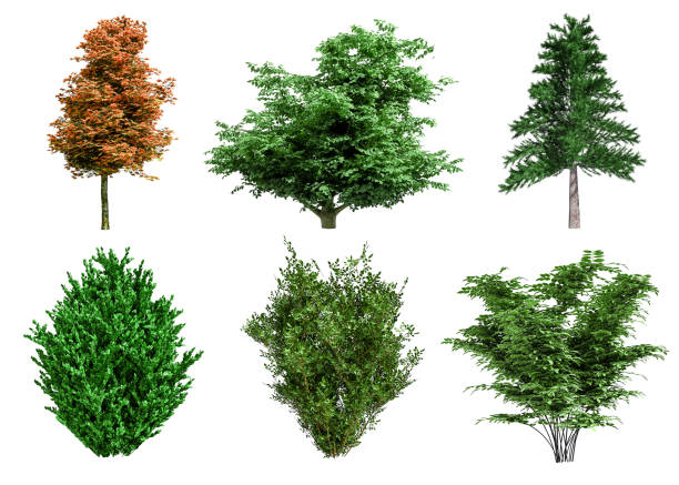 istock Beautiful collection tree isolated and cutting on a white background with clipping path. 1253818340