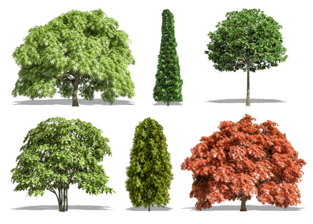 istock Beautiful collection tree isolated and cutting on a white background with clipping path. 1253818342