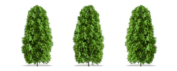 istock Beautiful Thuja tree isolated and cutting on a white background with clipping path. 1253818581