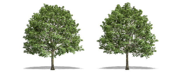 istock Beautiful Carpinus tree isolated and cutting on a white background with clipping path. 1253818602