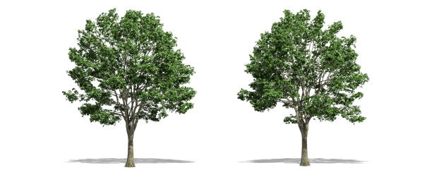 istock Beautiful Tilia tree isolated and cutting on a white background with clipping path. 1253818603