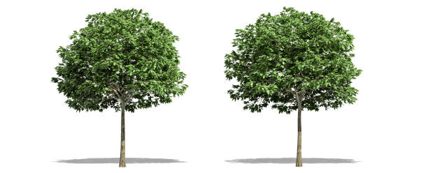 istock Beautiful Sorbus tree isolated and cutting on a white background with clipping path. 1253819177