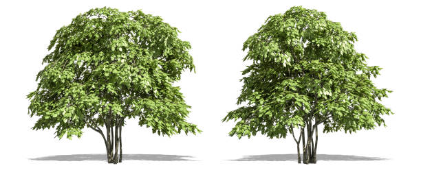 istock Beautiful Staphyella pinnata tree isolated and cutting on a white background with clipping path. 1253819184