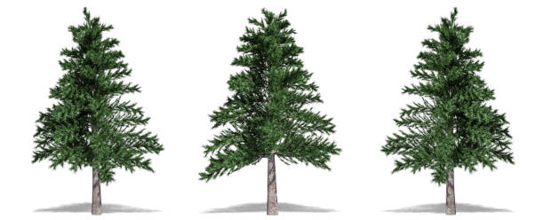 istock Beautiful tree isolated and cutting on a white background with clipping path. 1253819188