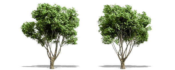 istock Beautiful tree isolated and cutting on a white background with clipping path. 1253819202