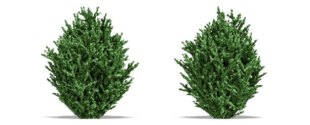 istock Beautiful tree isolated and cutting on a white background with clipping path. 1253819212