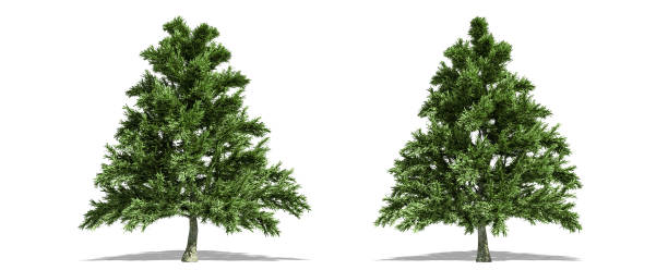 istock Beautiful tree isolated and cutting on a white background with clipping path. 1253819213