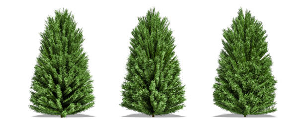 istock Beautiful tree isolated and cutting on a white background with clipping path. 1253819288