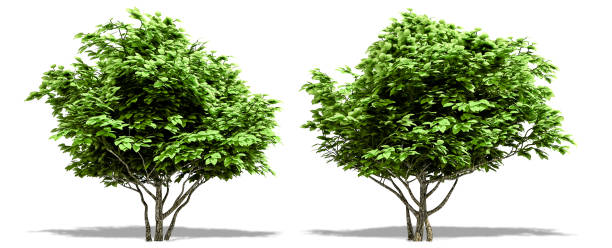 istock Beautiful tree isolated and cutting on a white background with clipping path. 1253819293