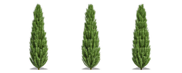 istock Beautiful tree isolated and cutting on a white background with clipping path. 1253819322