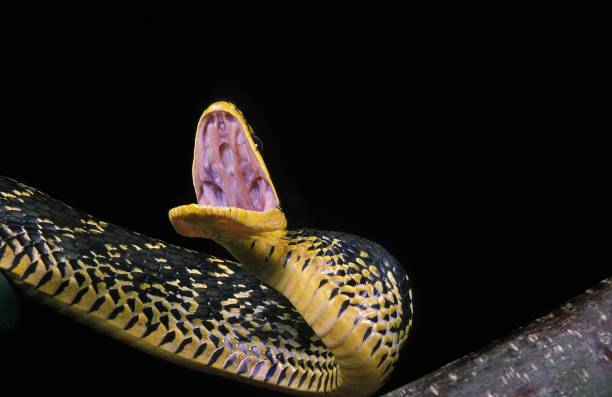istock Tropical Rat Snake, spilotes pullatus, Adult with open Mouth in Defensive Posture 1253819410