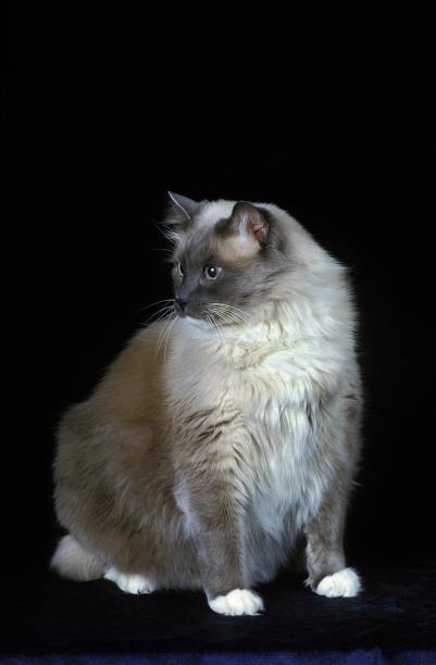 istock Ragdoll Domestic Cat against Black Background 1253819511