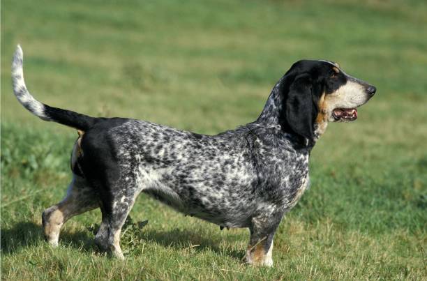 Gascony Blue Basset or Basset Bleu de Gascogne, Adult standing on Grass Gascony Blue Basset or Basset Bleu de Gascogne, Adult standing on Grass Basset Bleu de Gascogne stock pictures, royalty-free photos & images