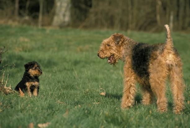 istock Airedale Terrier Dog, mother with Pup 1253819619