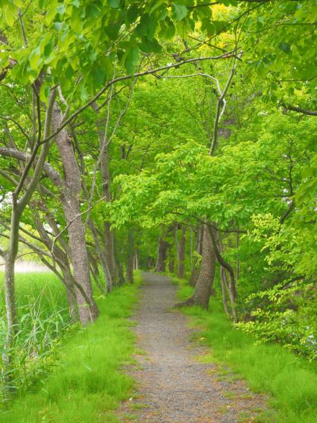 istock small path 