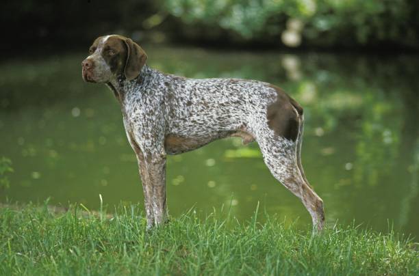 istock French Pointing Dog, Male 1253819864