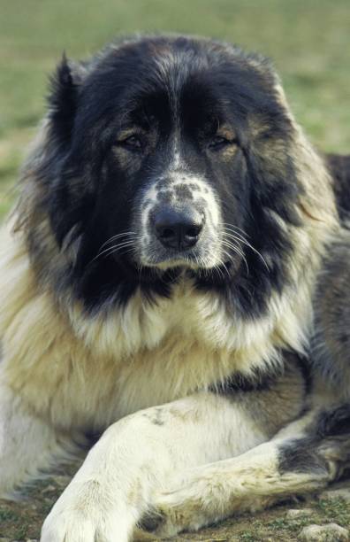 istock Caucasian Shepherd Dog, a Breed from Russia 1253819891