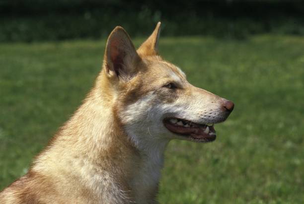 istock Saarloos Wolfhound, a Dog Breed from Netherlands 1253819892