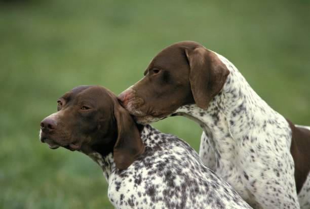 istock French Pointing Dog Pyrenean Type, Adults 1253819906