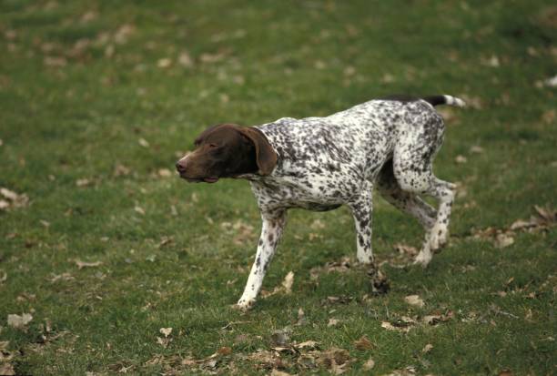 istock French Pointing Dog Pyrenean Type, Adult walking on Grass 1253819921