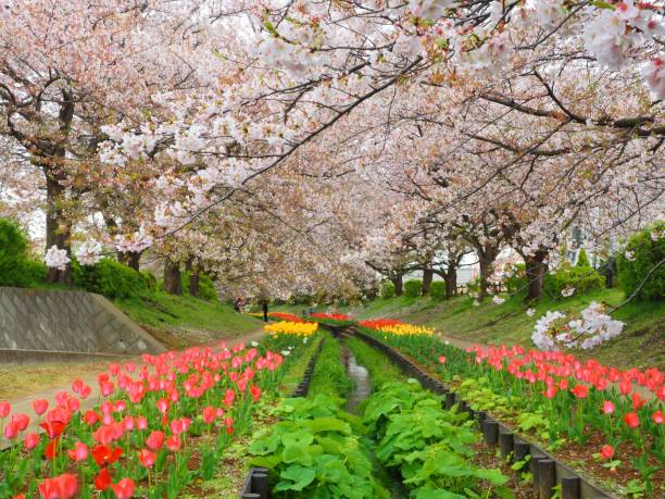istock tulip and sakura flowers in Egawa river prak 1253819937
