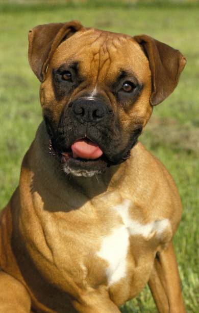 istock Boxer Dog, Portrait 1253820038