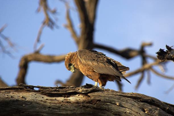 Brown Snake-Eagle, circaetus cinereus, Immature standing on Branch, Kenya Brown Snake-Eagle, circaetus cinereus, Immature standing on Branch, Kenya brown snake eagle stock pictures, royalty-free photos & images