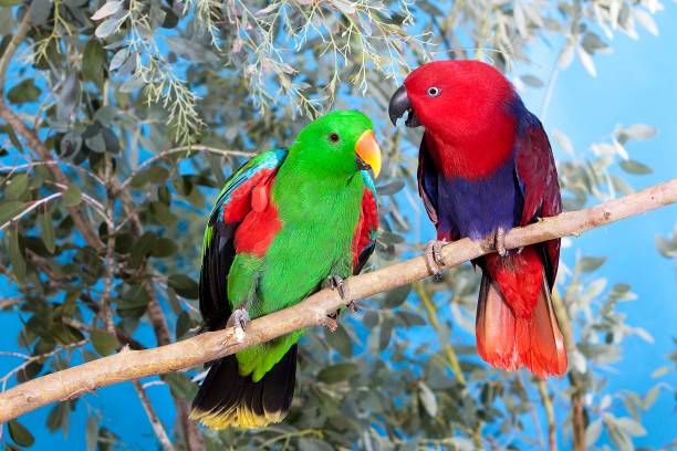 Eclectus Parrot, eclectus roratus, Pair standing on Branch, Male (green) and Female (Red) Eclectus Parrot, eclectus roratus, Pair standing on Branch, Male (green) and Female (Red) eclectus parrot stock pictures, royalty-free photos & images