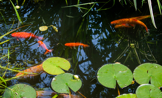 A group of large white and orange carp, feeding on the surface of a pond in Japan.