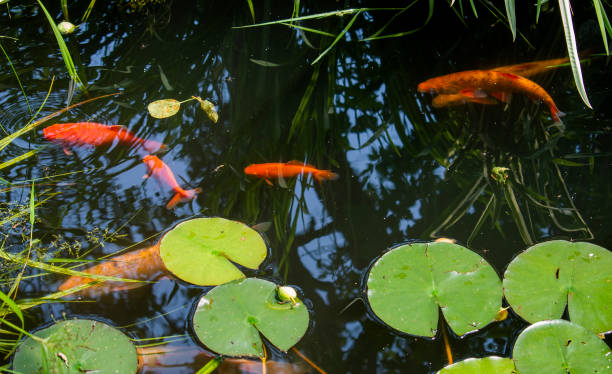 koi fishes and water plants (lilies) on the lake - frog water lily pond sunlight imagens e fotografias de stock