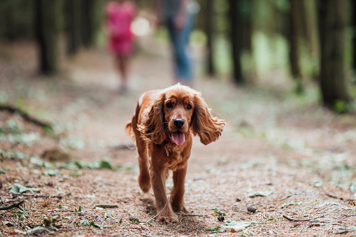 A cocker spaniel running through a woodland area while looking at the camera.