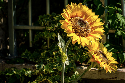 Closeup fo two sunflower flowers (Helianthus), in a garden