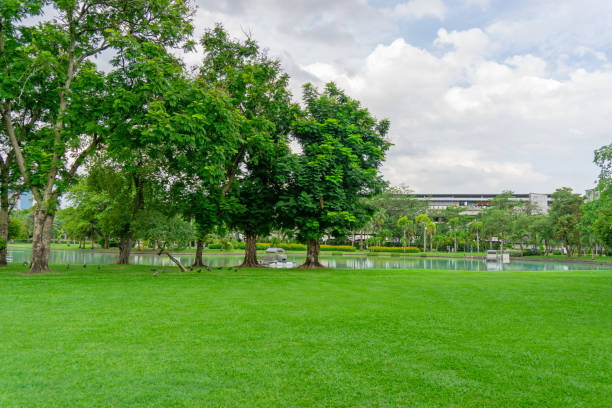 istock Green grass lawn and greenery trees, a pond and building on background under cloudy sky in garden of public park 1253823944