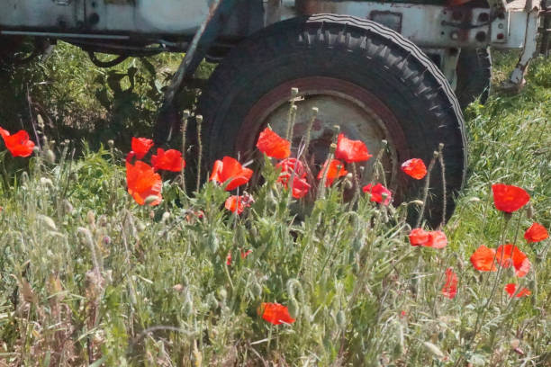 istock Poppy flower with old tractor 1253824556