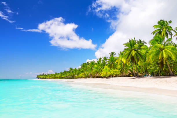 istock Coconut Palm trees on white sandy beach 1253824579