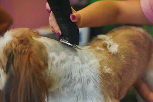Animal Groomer, Dog, Pets, Pet Grooming Salon
