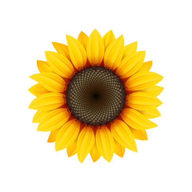 Yellow sunflower flower Yellow sunflower flower on white background, design element, vector icon. orange sunflower stock illustrations