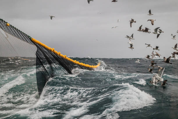 istock Trawl industrial fishing net 1253824847
