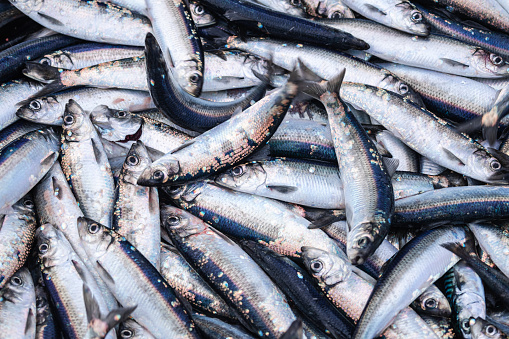 Industria pesquera: enorme captura de peces arenque en el barco en el Mar del Norte photo