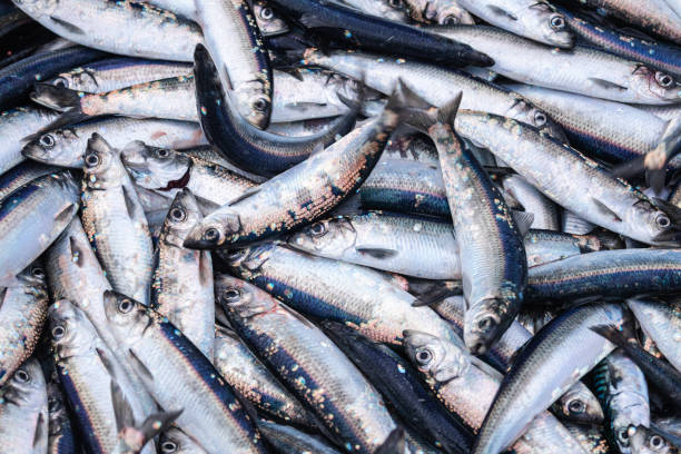 industrie de la pêche: énorme prise de poisson hareng sur le bateau en mer du nord - trawler photos et images de collection