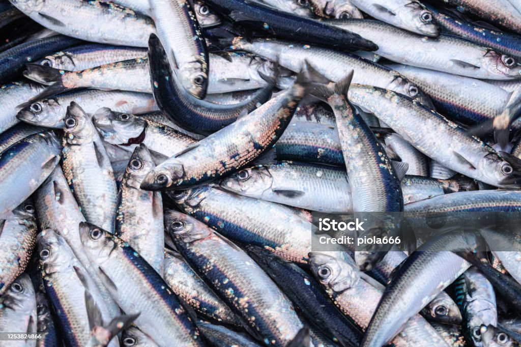 Fishing industry: huge catch of herring fish on the boat out in North Sea Fish Stock Photo