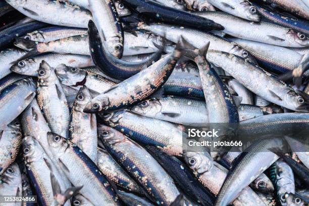 Fishing Industry Huge Catch Of Herring Fish On The Boat Out In North Sea Stock Photo - Download Image Now