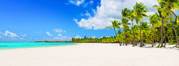istock Coconut Palm trees on white sandy beach 1253824871
