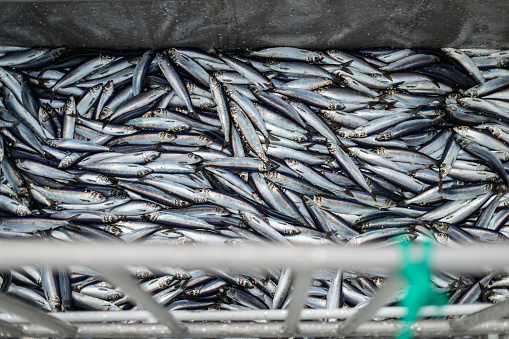 Fishing industry: huge catch of herring fish on the boat out in North Sea
