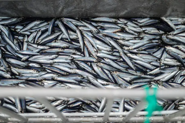 Photo of Fishing industry: huge catch of herring fish on the boat out in North Sea
